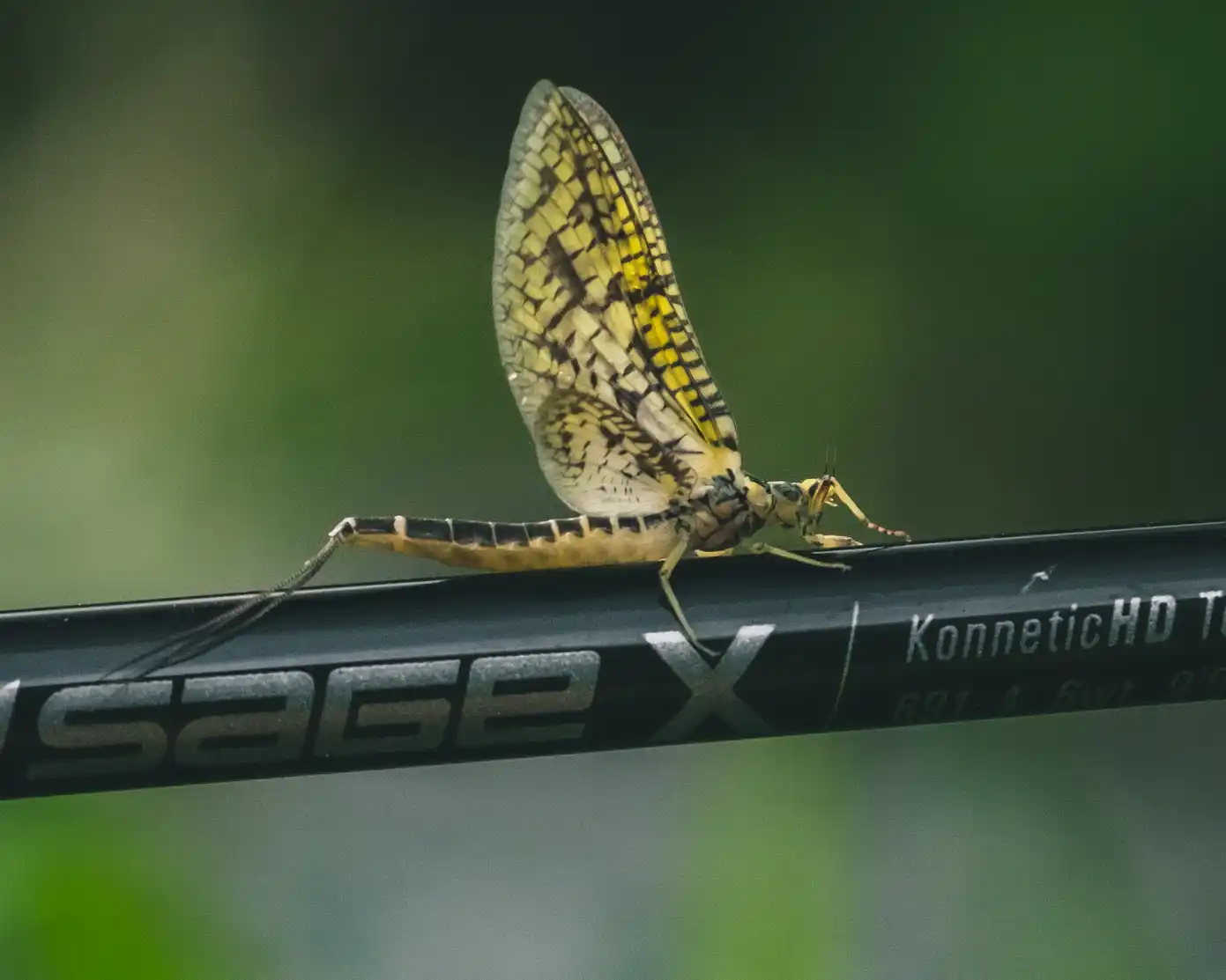 Practical Entomology for Fly Fishers Course
