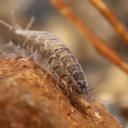 aquatic_sow_bug_asellidae