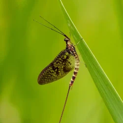 brown-drake-mayfly