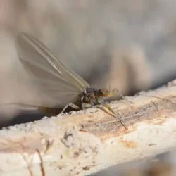 bwo-male-mayfly-dry-728x546
