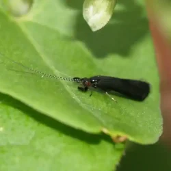 caddis-dry-960x696