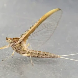 callibeatis-mayfly-adult