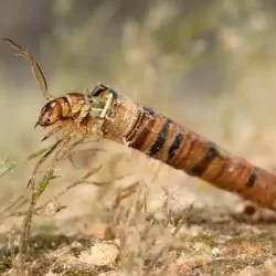 case-building_caddisfly_larva_trichoptera-web