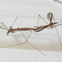 cranefly-dry-1