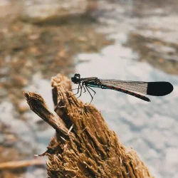 damselfly-adult