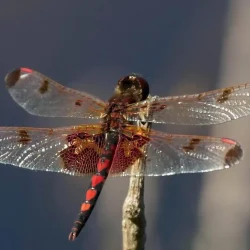 dragonfly-dry-1