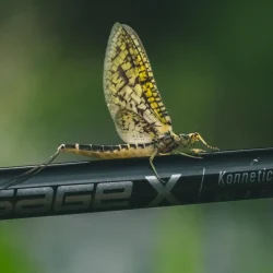 dry-fly-fishing-entomology-1