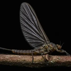 isonychia-mayfly-adult