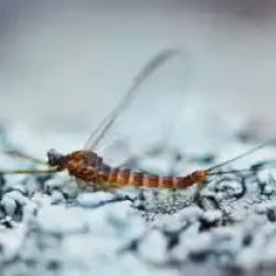 mahogany-dun-iso-mayfly-270x210