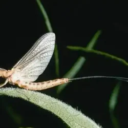 mayfly-dry-hexegenia-web-1