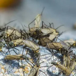 midge-hatch-1