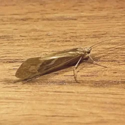 october-caddis