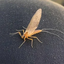 pmd-pale-morning-dun-mayfly