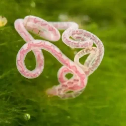 sludge_worm_tubificidae-960x637