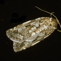 spruce-moth