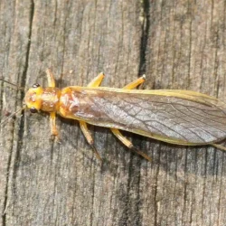 stonefly-dry-golden-stone-1