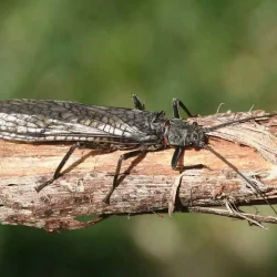 stonefly-dry-salmonfly-1