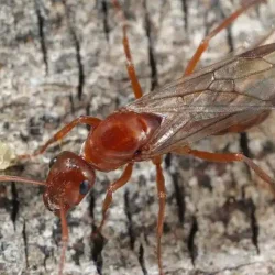terrestrial-ant-flying1-960x591
