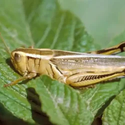 terrestrial-hopper1-960x674