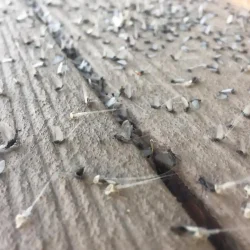 trico-mayfly-adult