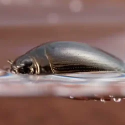 whirligig_beetle_gyrinidae-960x637
